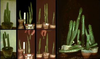 Når kaktussen er stor nok skæres et midterstykke fra og topstykket kan plantes i jorden